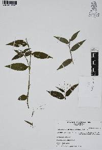 Gibasis pellucida image