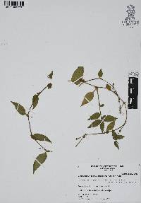 Gibasis pellucida image