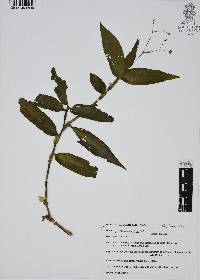 Gibasis pellucida image