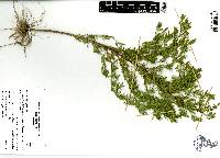 Nicolletia trifida image