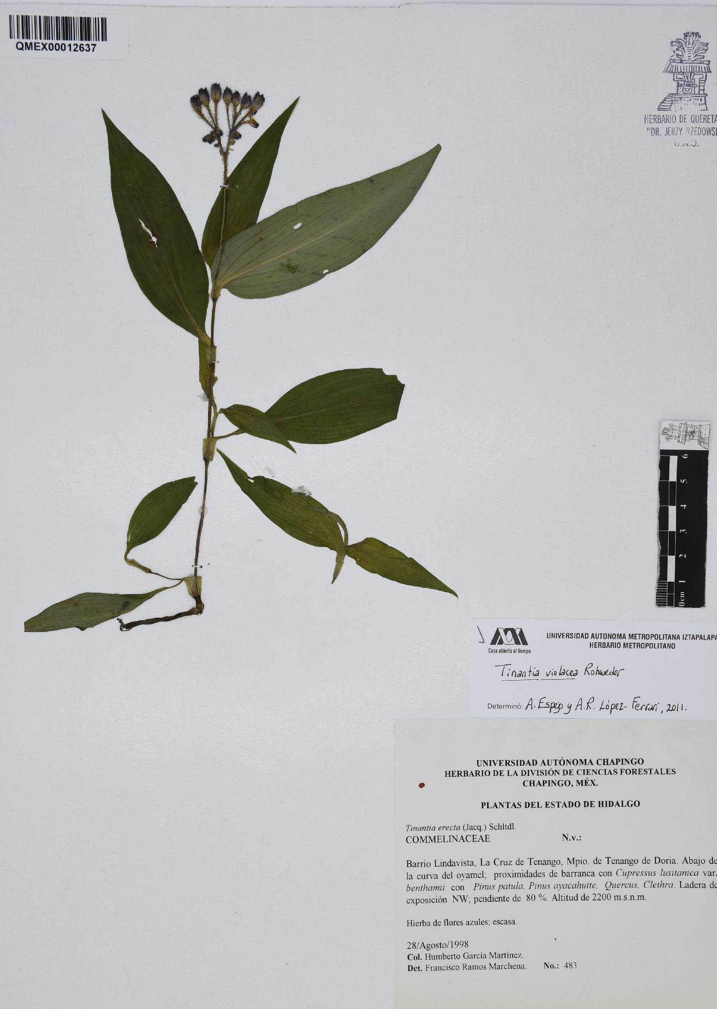 Tinantia violacea image