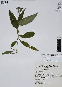 Media resource of Tinantia violacea
