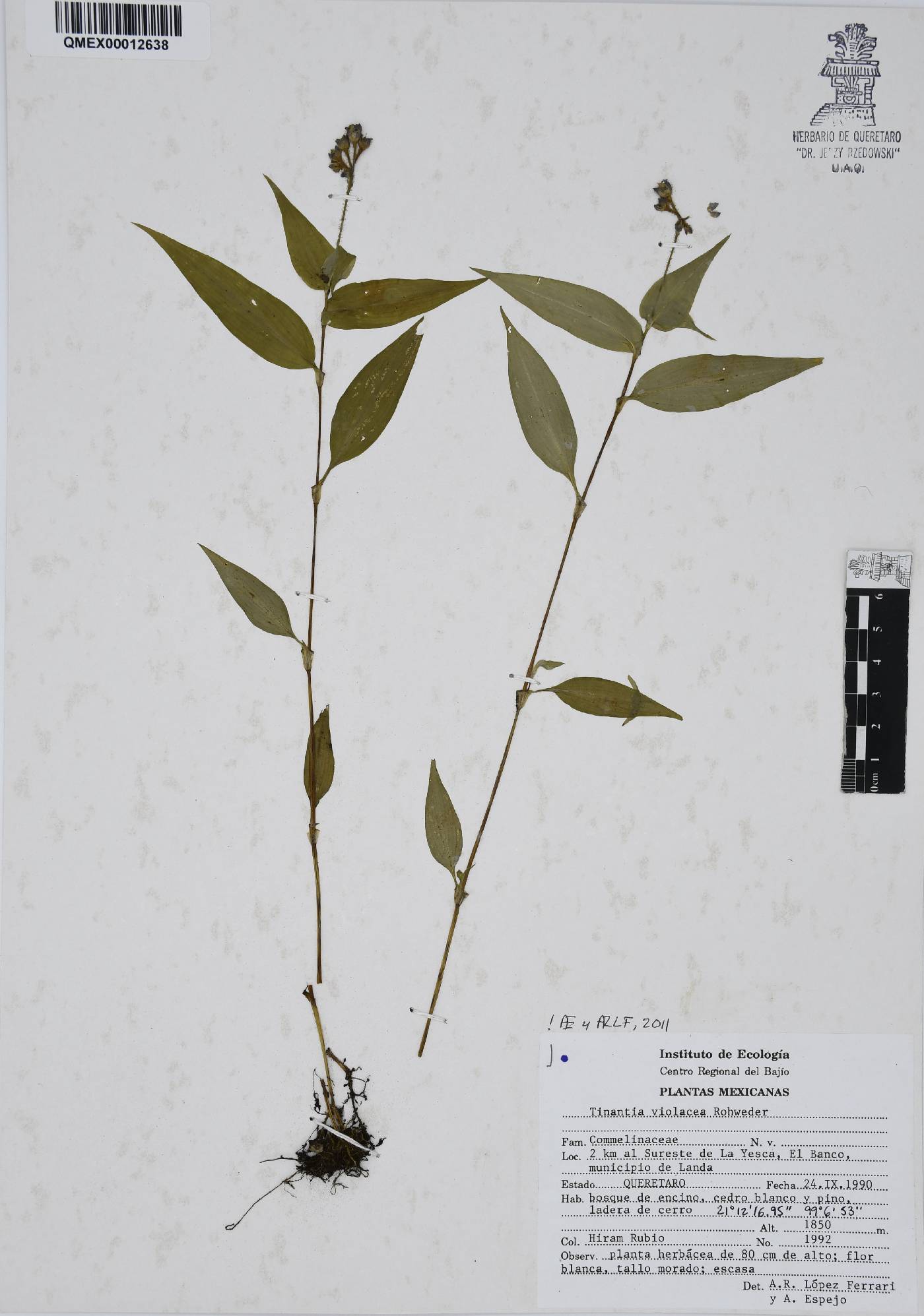 Tinantia violacea image