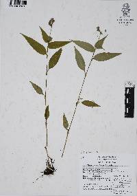 Tinantia violacea image