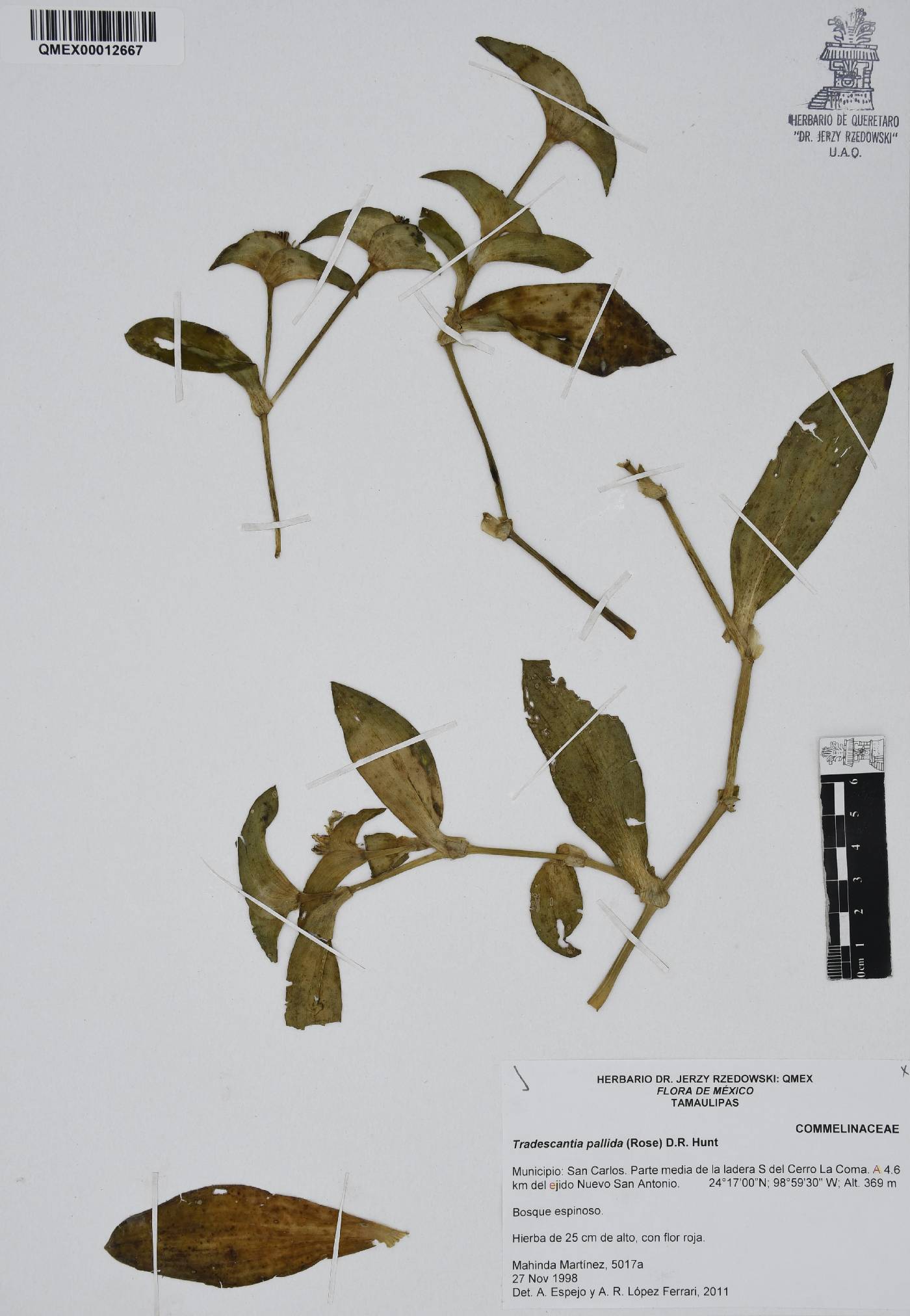 Tradescantia pallida image