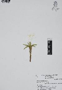 Weldenia candida image