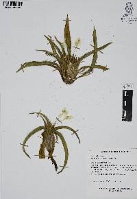 Weldenia candida image
