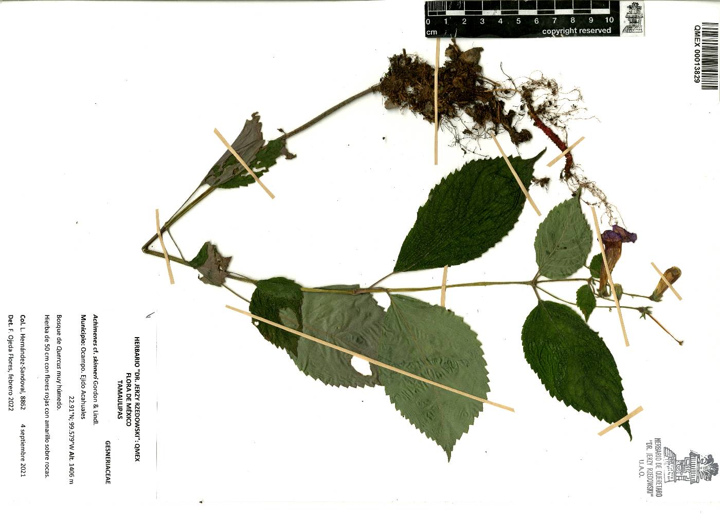 Achimenes skinneri image