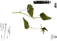Begonia gracilis image