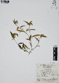 Commelina diffusa image