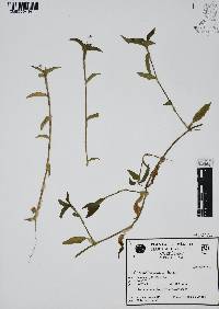 Commelina diffusa image