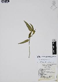 Commelina diffusa image