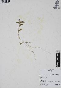 Commelina diffusa image