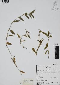 Commelina diffusa image