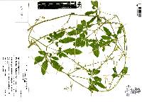 Cyclanthera multifoliola image