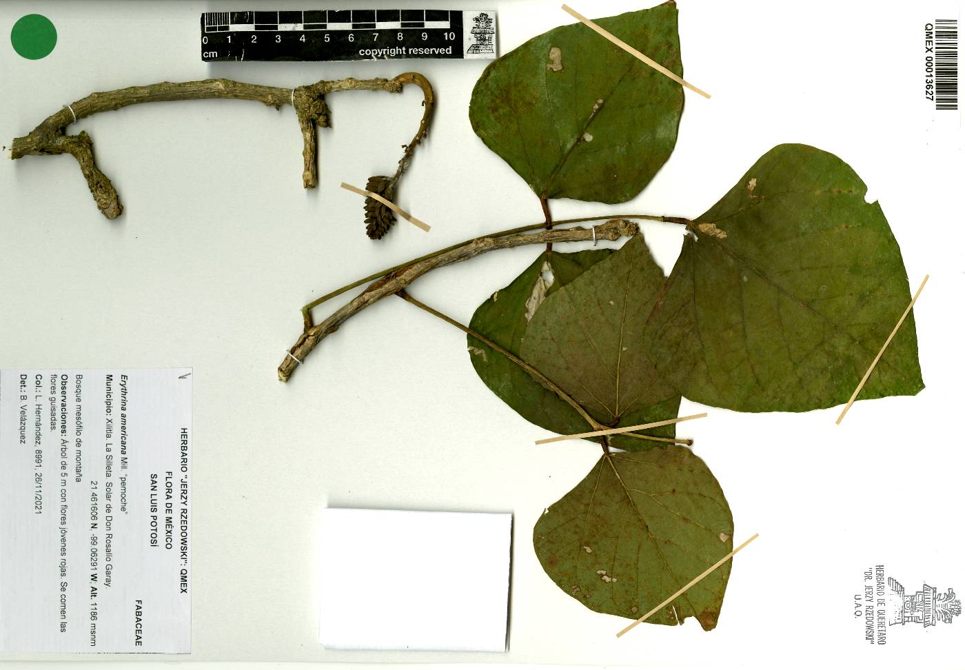 Erythrina americana image