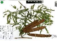 Leucaena cuspidata image