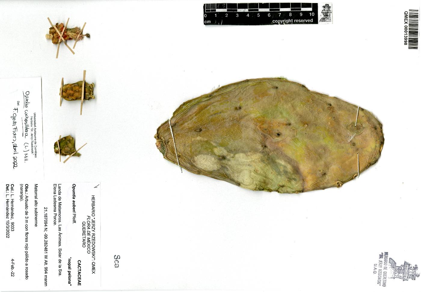 Opuntia cochenillifera image