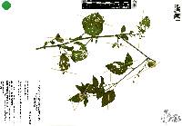 Physalis gracilis image