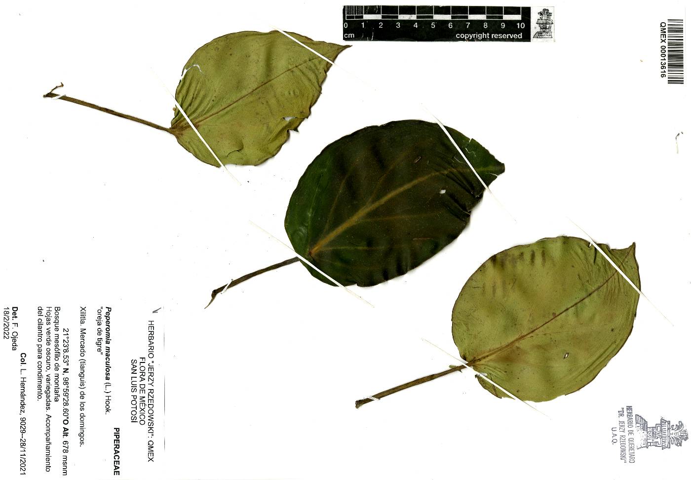 Peperomia maculosa image