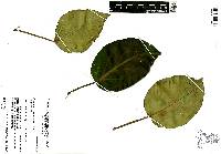 Peperomia maculosa image