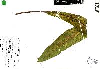 Rumex obtusifolius image