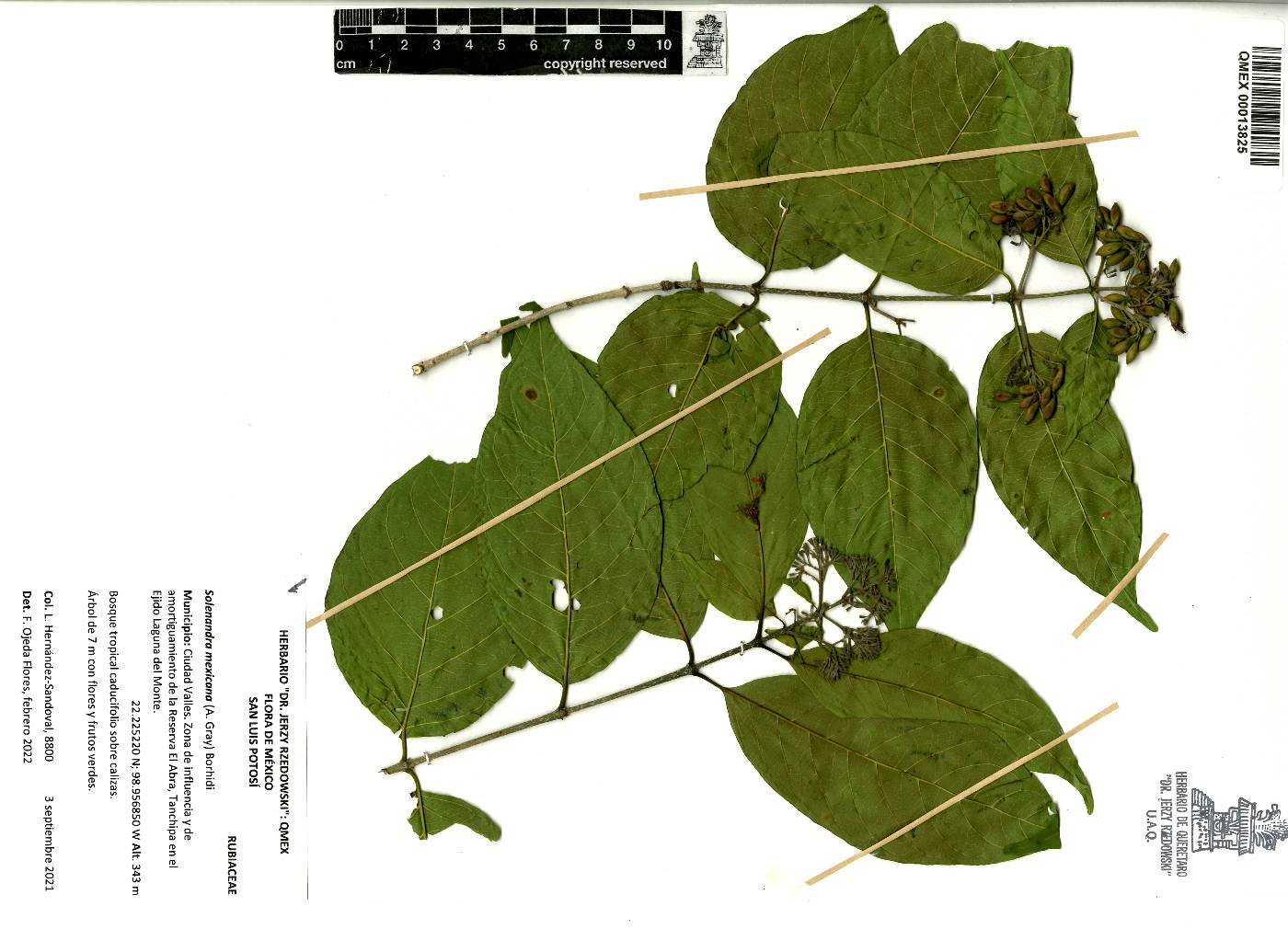 Exostema mexicanum image