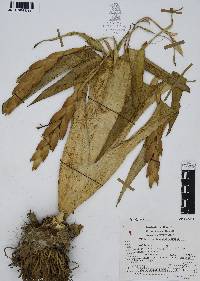 Tillandsia deppeana image