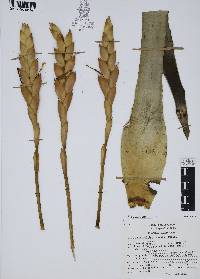 Tillandsia deppeana image