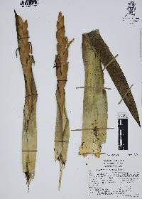 Tillandsia deppeana image