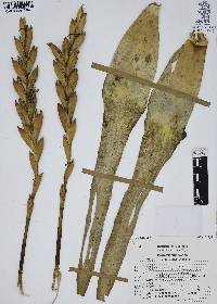 Tillandsia deppeana image