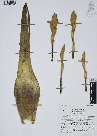 Tillandsia deppeana image