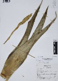 Tillandsia deppeana image