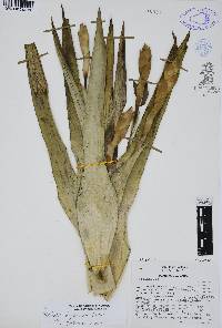 Tillandsia deppeana image