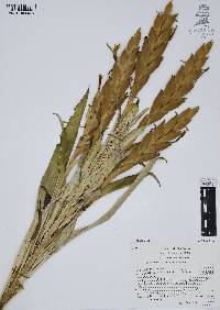 Tillandsia deppeana image