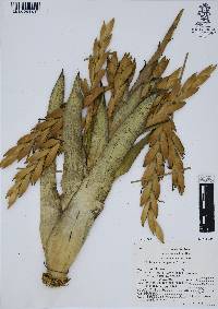 Tillandsia deppeana image