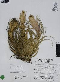 Tillandsia erubescens image