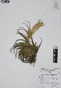 Tillandsia erubescens image