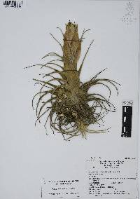 Tillandsia erubescens image