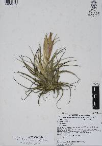 Tillandsia erubescens image