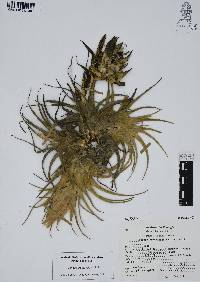 Tillandsia erubescens image