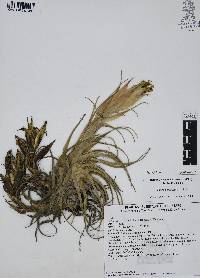 Tillandsia erubescens image
