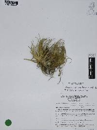 Tillandsia erubescens image