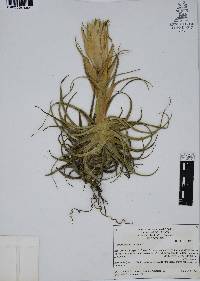 Tillandsia erubescens image