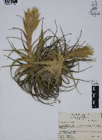 Tillandsia erubescens image