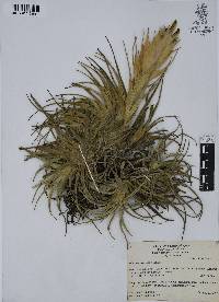 Tillandsia erubescens image