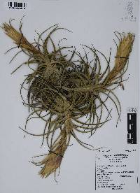 Tillandsia erubescens image