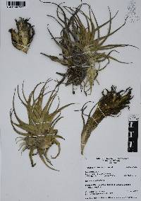 Tillandsia erubescens image