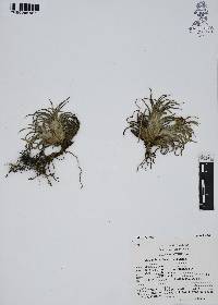 Tillandsia ionantha image