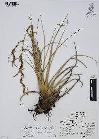 Tillandsia utriculata image